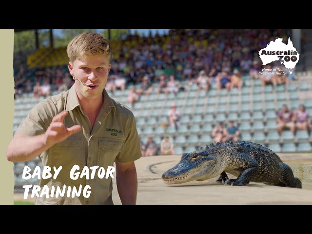 Working with baby gators | Australia Zoo Life