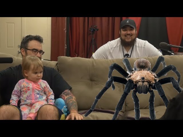 Giant Spider On The Couch | Meme Couch Arachnophobia