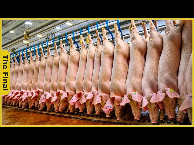 How Europeans Process Millions of Pigs in Factories Every Day | Food Processing Machine