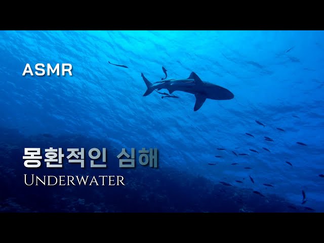 [ASMR] 몽환적인심해 🐬 너의이름은 OST, 미츠하테마, 황혼의 시간  Underwater, music, piano, sleep, Relaxing water, ambience
