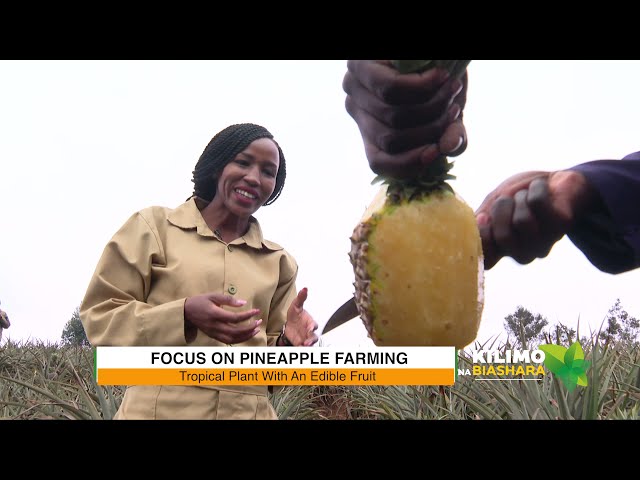 Kilimo Na Biashara |  Pineapple Farming