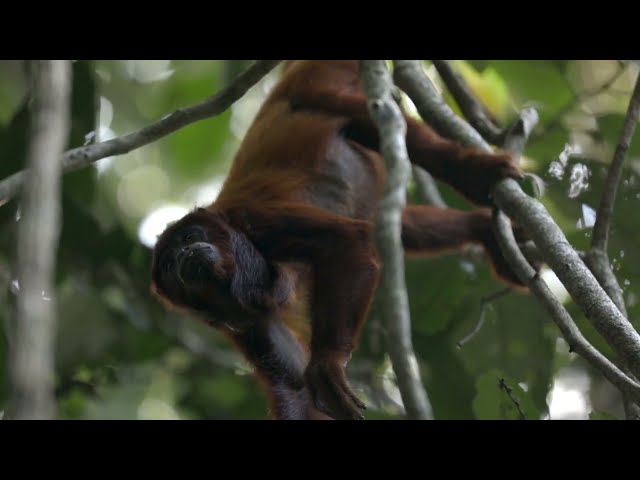 Amazonia Hub  | San Diego Zoo Wildlife Alliance