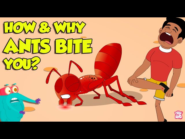 How Do Ants Bite? | Why Do Ants Bite Humans? | Fire Ant Sting | The Dr. Binocs Show