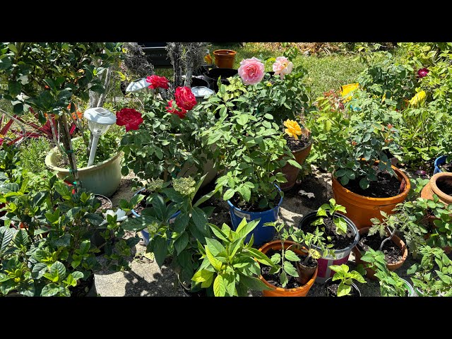 Garden is THRIVING W/these 2 organic additions.. (Miami Container Garden)
