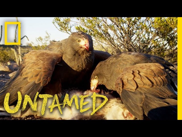Why Eagles, Falcons and Hawks Are Top Predators: Ep. 3 | Untamed with Filipe DeAndrade