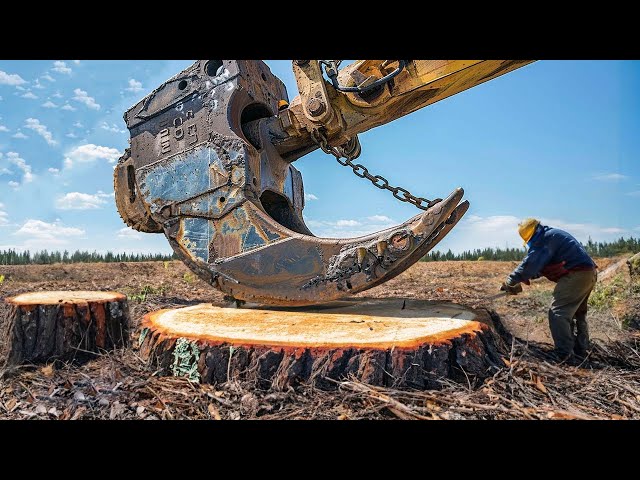 Amazing Dangerous Biggest Stump Removal Excavator in Action, Powerful Stump Removal Grinding Machine