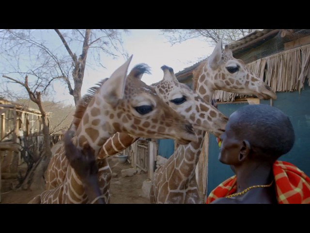 Save Giraffes - Join the San Diego Zoo Global Wildlife Conservancy