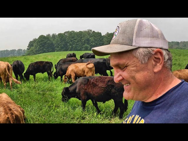 Finding Cattle Paradise