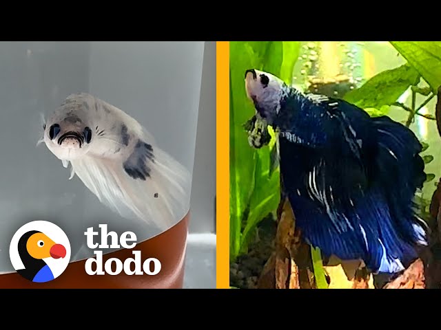 Tiny Pale Fish Completely Changes Color | The Dodo