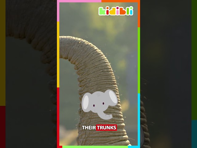 Trunks make elephants too cute! 🐘 | Kidibli #shorts