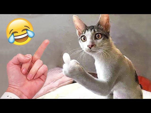 Funniest Animals 2023 - Funny Cats and Dogs - Funny Animal Videos #29