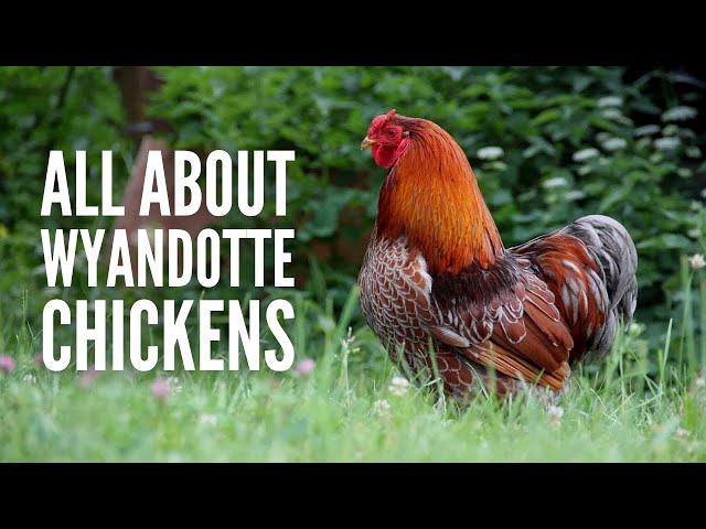 Wyandotte Chickens: Breed Profile, Facts and Care