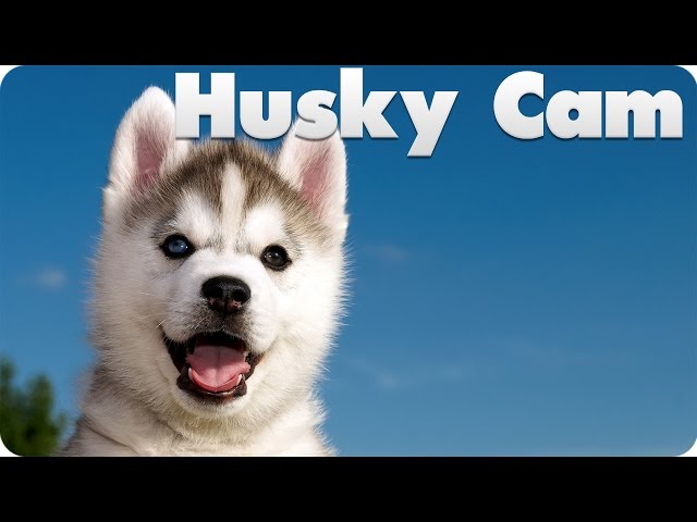 Husky Puppy Cam