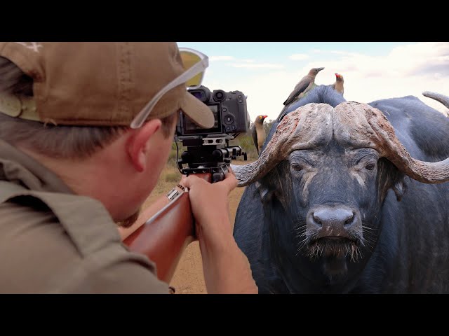 Photo Hunting African Buffalo | The Big 5 Photo Hunting Series - EP 04
