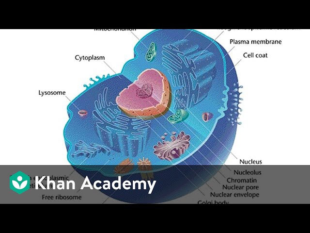Prokaryotic and Eukaryotic Cells | Cell: The Unit of Life | Biology | Khan Academy