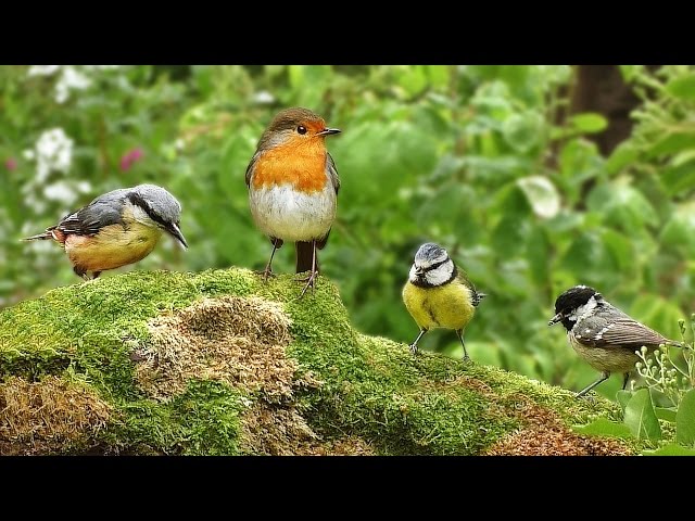 Videos for Cats to Watch - Spring Birds Spectacular