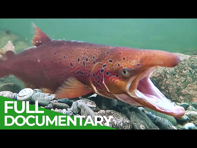 Europe's Great Wilderness | Episode 3: Europe's Living Waters | Free Documentary Nature