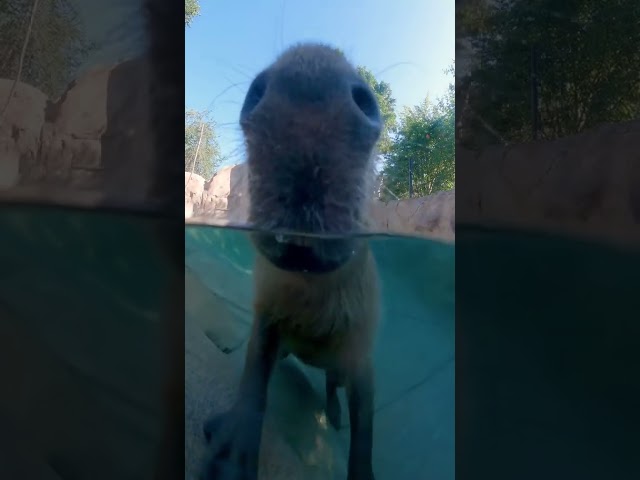 Capybaras taking a swim