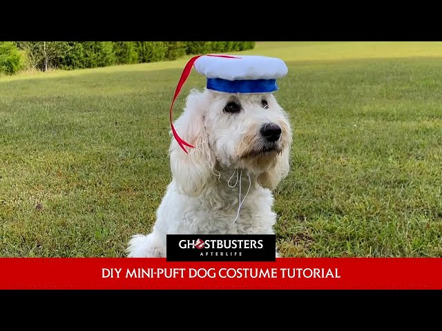 GHOSTBUSTERS: AFTERLIFE – Mini-Puft Halloween Dog Costume