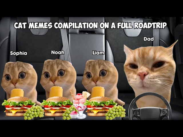 Cat Memes Compilation on a Full Roadtrip