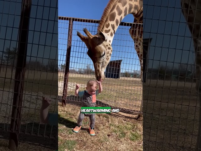 Giraffe Love: Kiddo and the Curious Kisses!