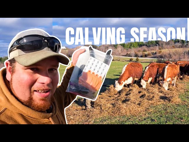 SPRING CALVING ON AN IOWA FARM - Day in the life!