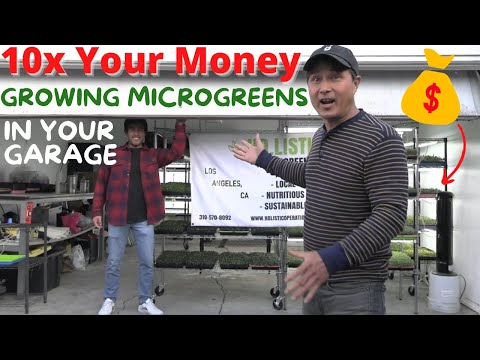 Everything You Need to Know about Growing Microgreens