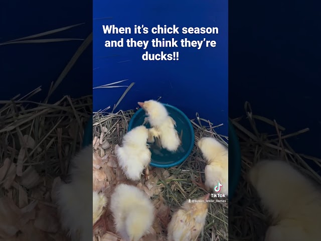 Baby chicks think they’re ducks!