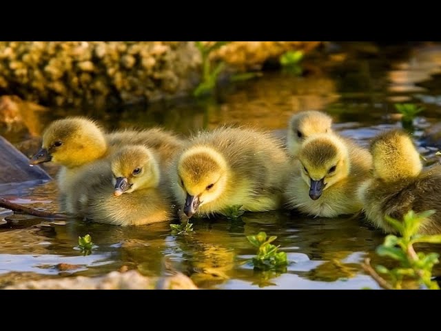 Fun Ducklings Eating And Bathing Very Cute, Enjoy Always Makes You Happy