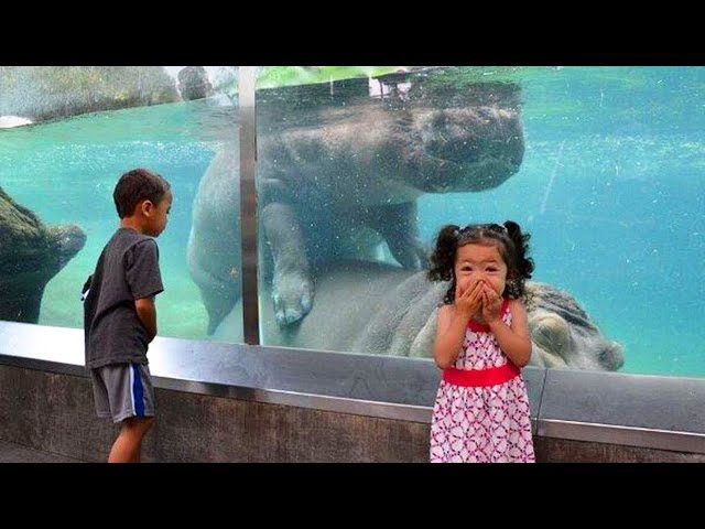 Funny Moments Animals Trolling Babies 😂 Funny Videos | Life Funny Pets 🐯🐶
