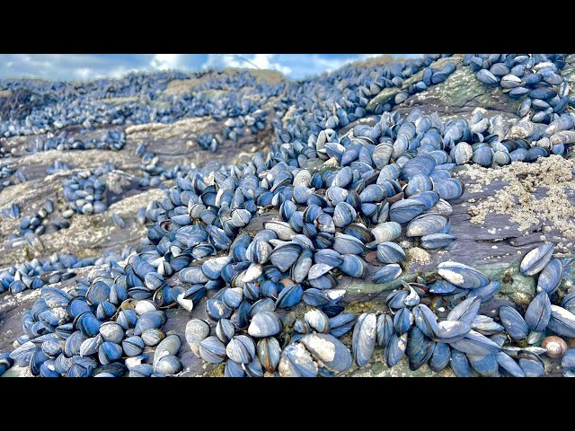 Coastal Foraging - Mussels, Clams, Crab and Lobster - Clean and Delicious Cookup Autumn 2022