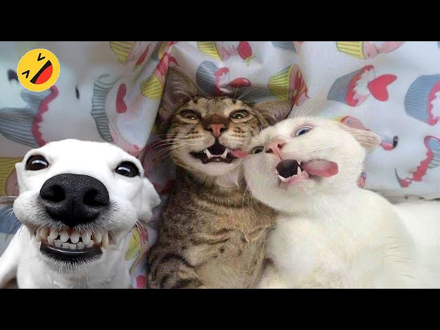 Best Funniest Animal Videos 2024 😅 - When Your Dogs And Cats as Your Daily Dose of Joy - Week2