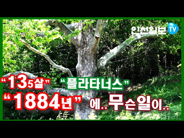 [인천일보Pick]국내 현존 가장 오래된 플라타너스 영상