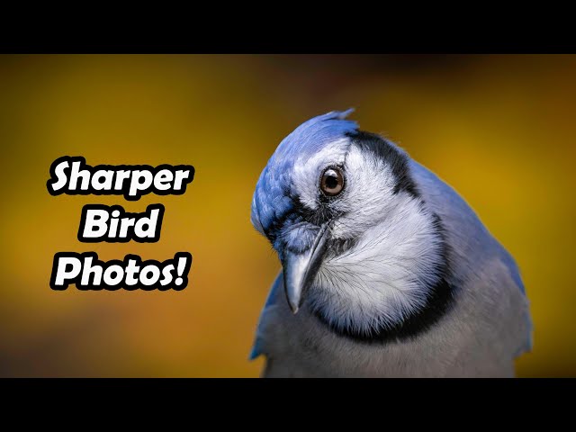 HERE’S WHY YOUR BIRD PICS AREN’T SHARP.