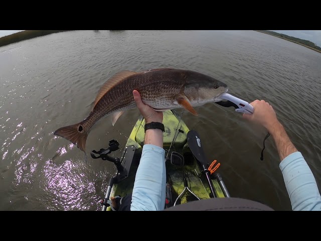 FAT 29 Inch South Carolina Redfish | October 2020 Kayak Fishing