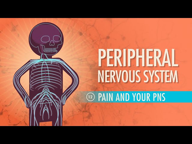 Peripheral Nervous System: Crash Course Anatomy & Physiology #12