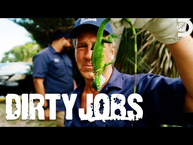 Mike Rowe's Makes Iguana Chum | Dirty Jobs | Discovery