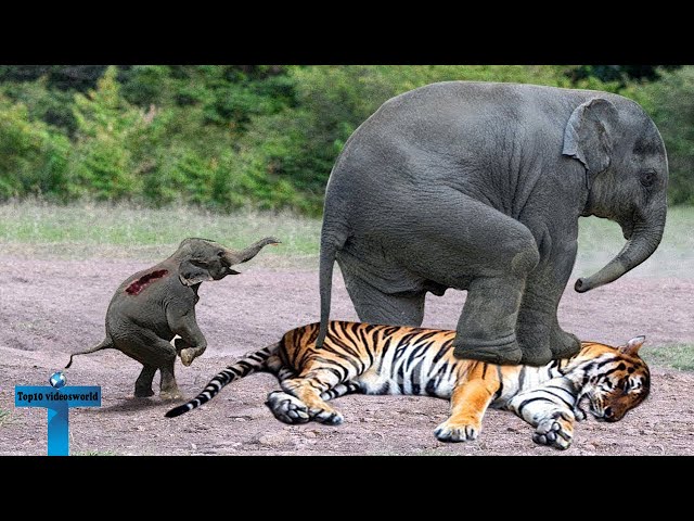 Top 10 Extreme And Craziest Animals Fights With The Wrong Opponent
