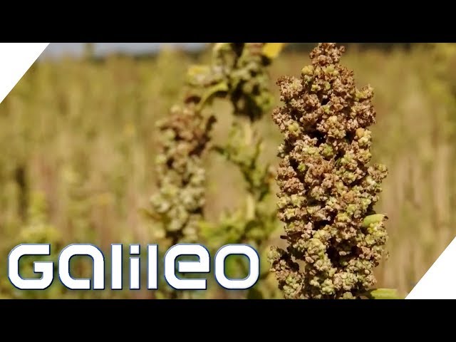 Superfood aus Deutschland: Wie gesund ist Quinoa? | Galileo | ProSieben