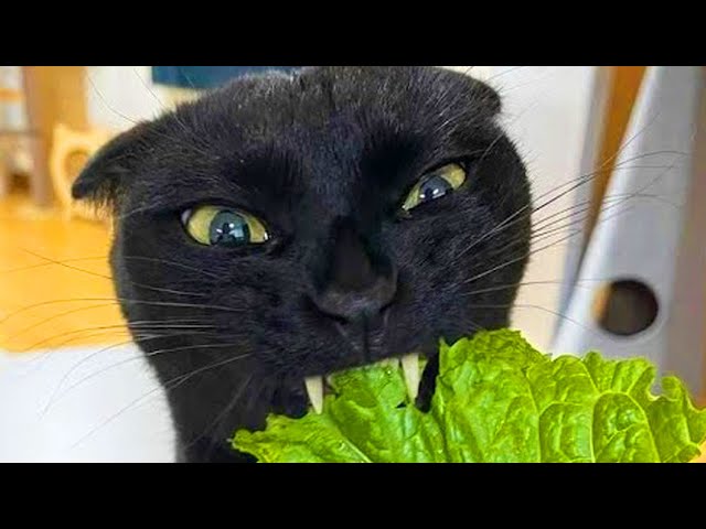 Funniest Animals 2024: 😺 Funny Cat and Dog Videos 🐈 Life Funny Pets 😸 Part 7