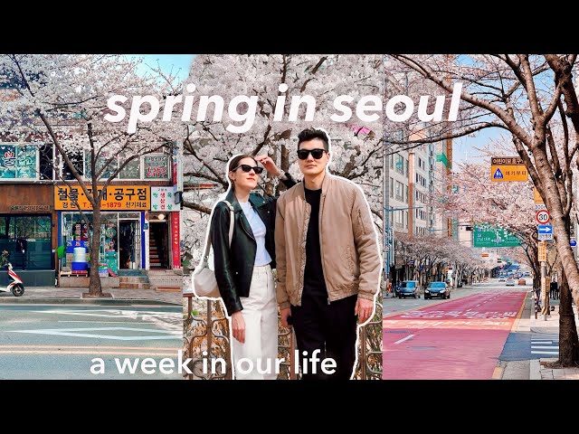 seoul vlog 🇰🇷 toxic air followed by cherry blossom season 😷🌸 korean street market, cooking at home