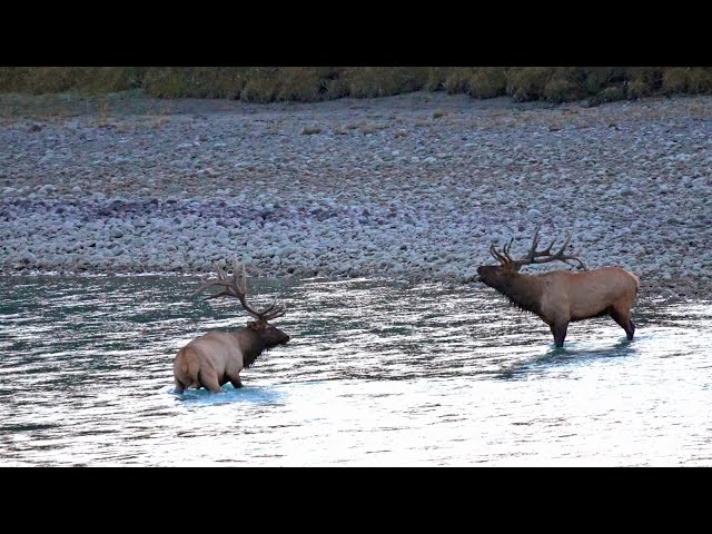 Dominant Bulls of Athabasca River's Elk Rut