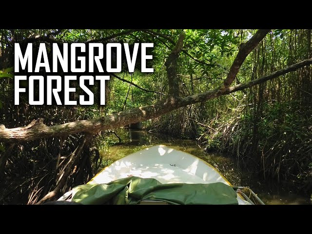 Madu Ganga- Sri Lankan Mangrove Forest Safari