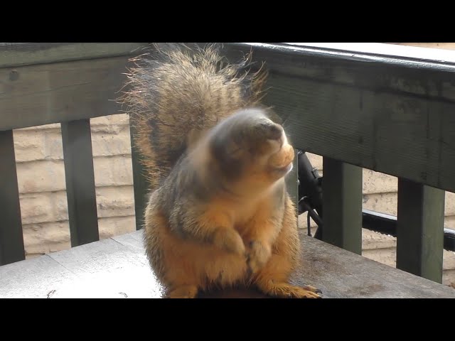 Sweetie the Squirrel Shaking Nuts! - Slow Motion (240fps)