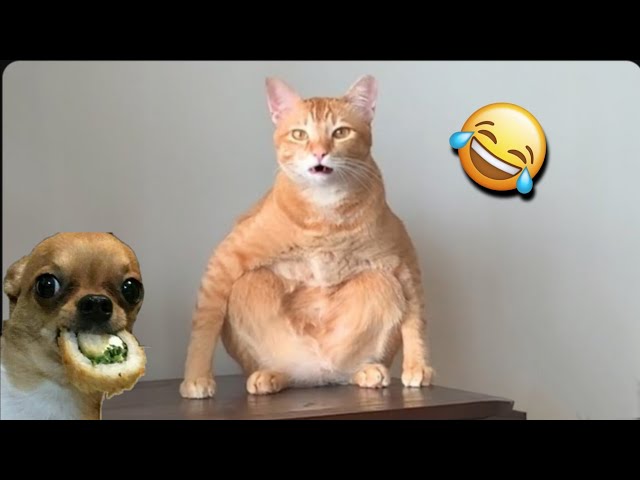 Funny Cats and other cute Animals😹🐶 Funniest Animal Videos 2024💥