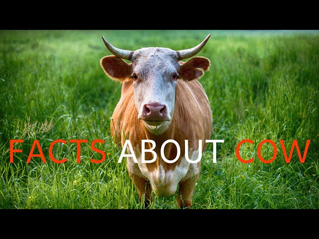 Interesting Facts About Cows