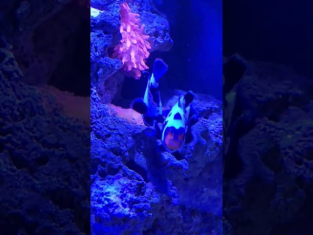 My Clown Fishis, "Peaches and Creme" fanning their eggs.