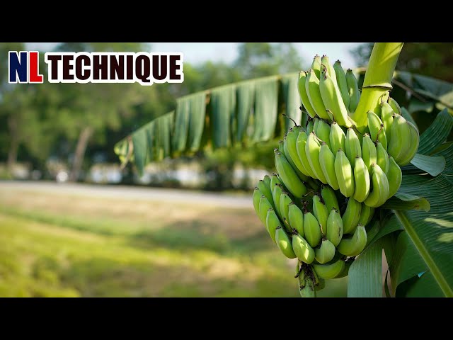 Harvest Banana to Produce Banana Chips and Paper in Factory - Modern Agriculture Technology