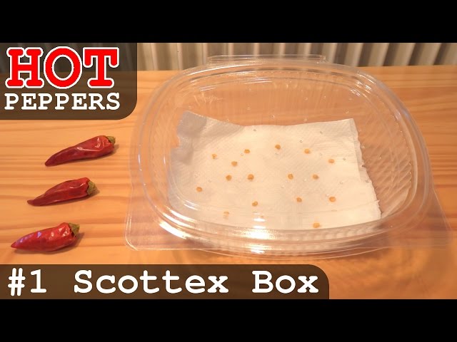 Grow HOT Peppers - Part 1 | Scottex Box