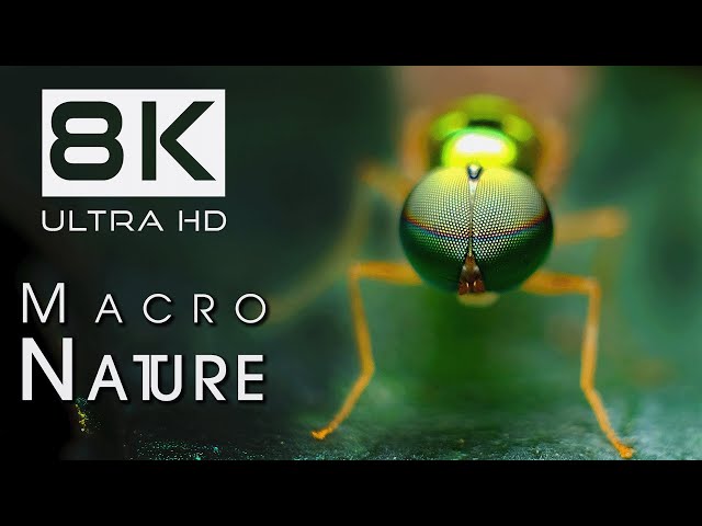 8K MACRO NATURE: Relaxing Nature Documentary | Cine Animals